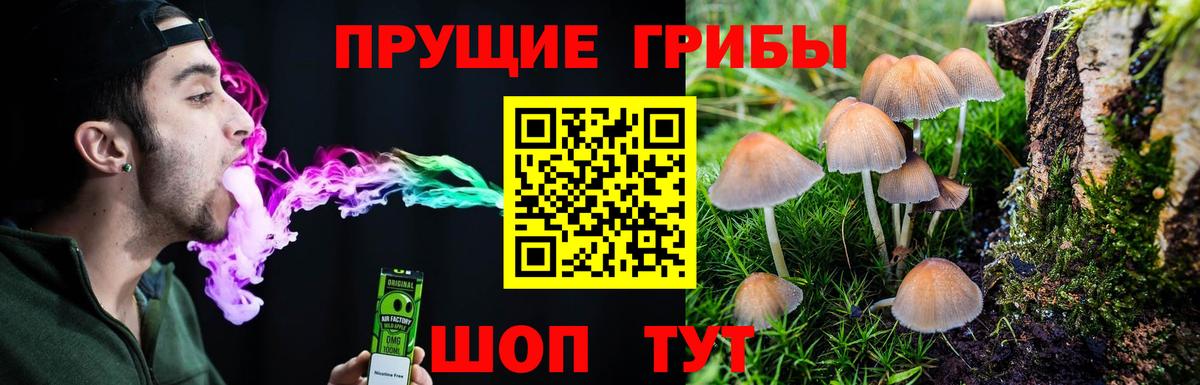 Галлюциногенные грибы Psilocybe Саяногорск